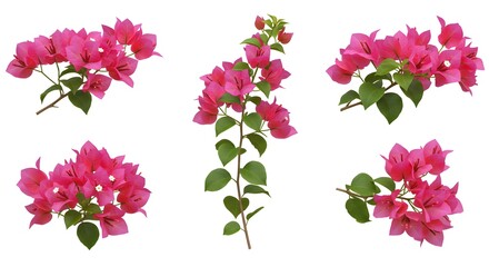 Bougainvillea Flower Pink Blooms on White