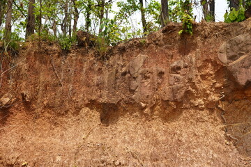 plants grow and natural soil cross section