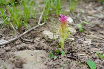 Red ginger is a herbaceous plant in the ginger family.