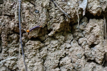 plants grow and natural soil cross section