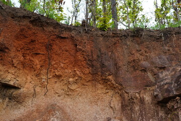 Obraz premium plants grow and natural soil cross section