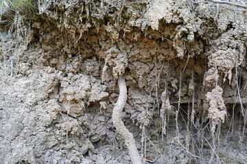 plants grow and natural soil cross section