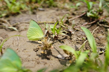 Butterflies found in the natural forest.