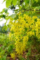 Cassia fistula is a plant native to South Asia.