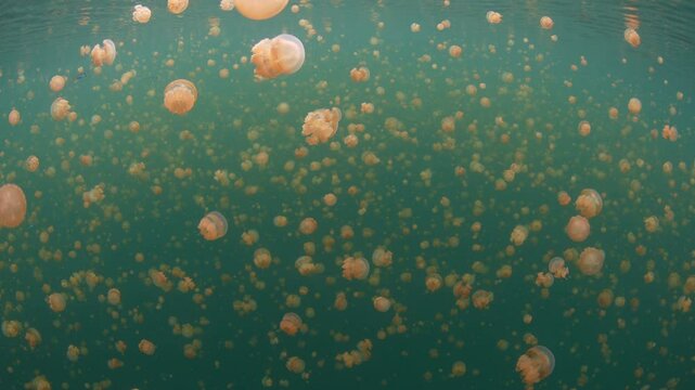 Golden jellyfish, Mastigias sp., fill a marine lake in Misool, Raja Ampat. These jellyfish, which barely sting, have recently evolved to the particular chemistry and light radiance in the lake.