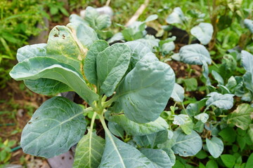 Kale planted in the soil, top view.