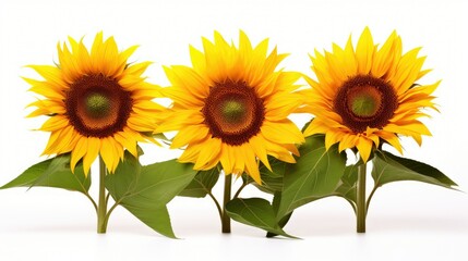 Obraz premium bloom flowers isolated on white