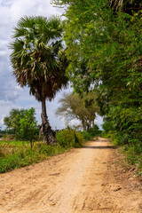 Sunny Dirt Road Through Lush Tropical Trees