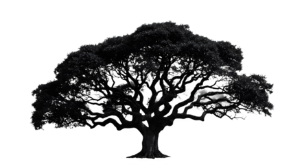 Majestic ancient tree, silhouetted against a black background.  Its gnarled branches reach out in a dramatic display.