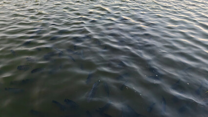 Calm Water Surface with Visible Fish Swimming Below in Clear Aquatic Environment and Natural Lighting