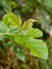 Fresh Green Leaves of a Plant Growing in Nature during a Sunny Day in a Natural Environment