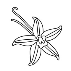 Vanilla flower outline design for botanical illustration  