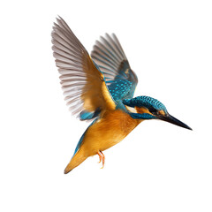 Obraz premium A vibrant kingfisher bird in mid-flight with its wings spread, showcasing its colorful plumage