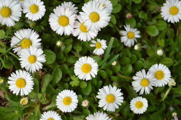 Fototapeta premium A beautiful display of daisies with bright yellow centers, nestled in vibrant greenery.