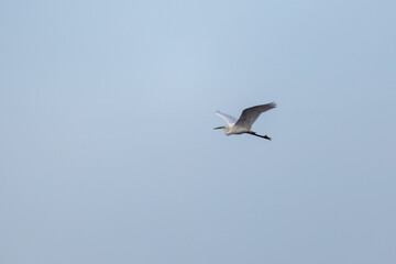 A majestic white heron gracefully glides through the air