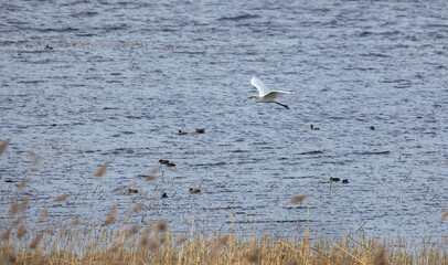 A serene moment captured as a Great egret bird flies