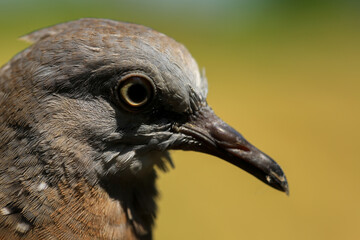 Portrait of bird, into the eyes of bird 