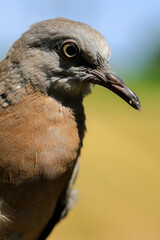 Portrait of bird, into the eyes of bird 