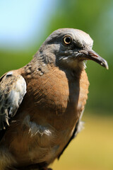 Portrait of bird, into the eyes of bird 