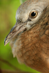 Portrait of bird, into the eyes of bird 