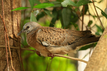 Portrait of bird, into the eyes of bird 