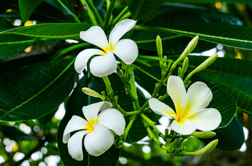 Blooming Plumeria flowers or Frangipani flowers with branch and green leaves.