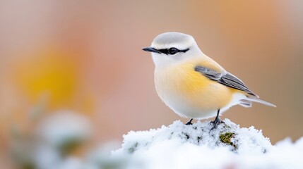 Fototapeta premium Small, yellow-toned bird perched on snowy branch. Soft, autumnal background