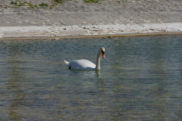 A serene swan glides gracefully across a tranquil lake, its pristine white feathers reflecting crystal-clear skies—a pure emblem of nature’s elegance.