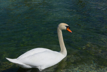 A serene swan glides gracefully across a tranquil lake, its pristine white feathers reflecting crystal-clear skies—a pure emblem of nature’s elegance.