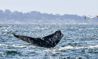 A stunning close-up of a humpback whale tail fluke rising from the ocean, with water cascading down. Captured in the wild, this image highlights marine wildlife, conservation, and eco-tourism themes