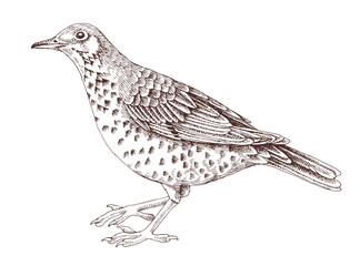 Mistle thrush hand drawn vector illustration