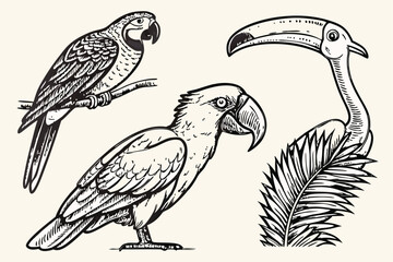 56 Detailed hand-drawn bird illustrations, black and white sketches, exotic birds, parrot, toucan, flamingo, cockatoo, intricate feather details, crosshatching technique, vintage engraving style, natu