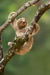 The brown-throated sloth (Bradypus variegatus) is a species of three-toed sloth found in the Neotropical realm of Central and South America.