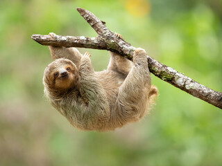 The brown-throated sloth (Bradypus variegatus) is a species of three-toed sloth found in the Neotropical realm of Central and South America.