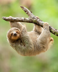 The brown-throated sloth (Bradypus variegatus) is a species of three-toed sloth found in the Neotropical realm of Central and South America.