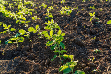 Newly sprouted plants emerge from rich soil, illuminated by the warm light of the early morning sun, enhancing the green foliage