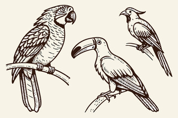 56 Detailed hand-drawn bird illustrations, black and white sketches, exotic birds, parrot, toucan, flamingo, cockatoo, intricate feather details, crosshatching technique, vintage engraving style, natu