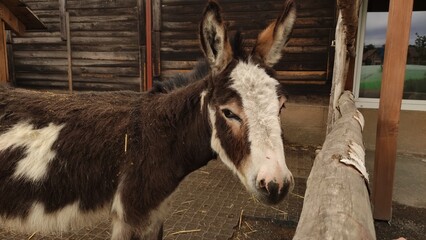 Brown and white donkey standing near wooden fence in rustic barn setting showcasing farm life and...