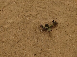 Resilient cactus thriving in arid sandy landscape showcasing nature's adaptability and survival in harsh environments healthy living concept copy space