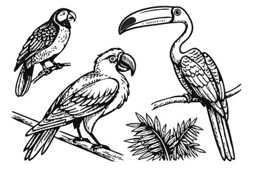 56 Detailed hand-drawn bird illustrations, black and white sketches, exotic birds, parrot, toucan, flamingo, cockatoo, intricate feather details, crosshatching technique, vintage engraving style, natu