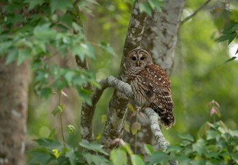 A barred owl in a Florida forest