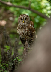 A barred owl in a Florida forest