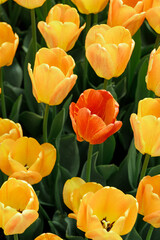 Red flower among yellow ones