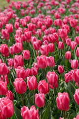 Fototapeta premium Tulip pink field in full bloom
