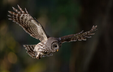 A barred owl in a Florida forest