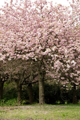 Naklejka premium cherry blossoms in spring