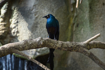 View on a long-tailed glossy starling