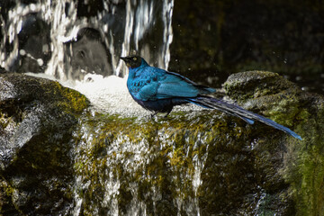View on a long-tailed glossy starling