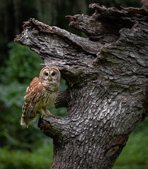 A barred owl in a Florida forest