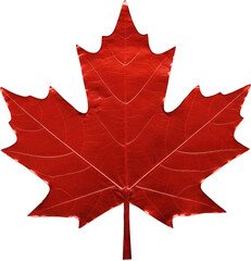 Fototapeta premium Vibrant red maple leaf autumn foliage detailed texture isolated transparent background